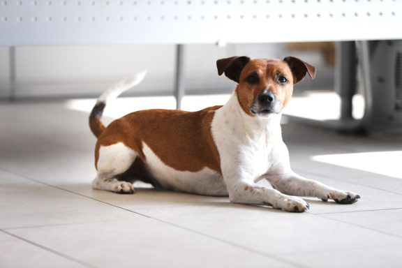 Einer der Bürohunde "Hubert"