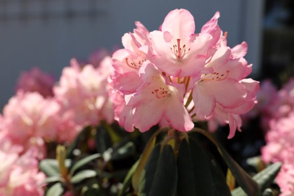 Blühender Rhododendron