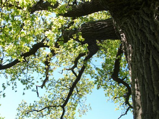 Äste eines großen Baumes mit frischem Blattwerk und blauem Himmel im Hintergrund.
